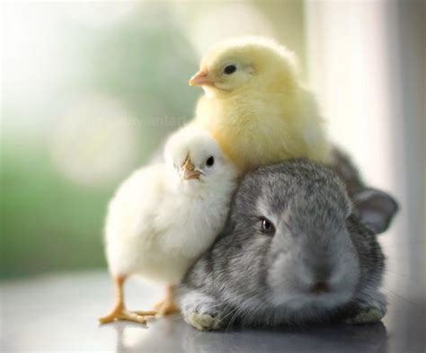 Baby Bunnies Kitties And Fuzzy Chicks Animal Photography By Essa Al