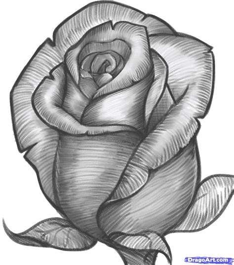 Dibujo A Lapiz Rosa Boceto Dibujos De Rosas Flor Dibujos Animados