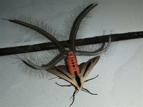 Bizarre Tentacled Insect Pictured In Indonesia The Independent The