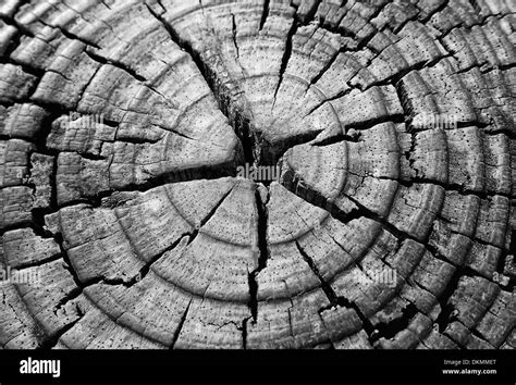 Cracked Tree Stump Stock Photo Alamy