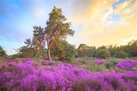 Heather Sunset Blooming Heather And Sunset At Np The Veluw Flickr