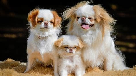 The Japanese Chin Cutest Dogs In The World Youtube