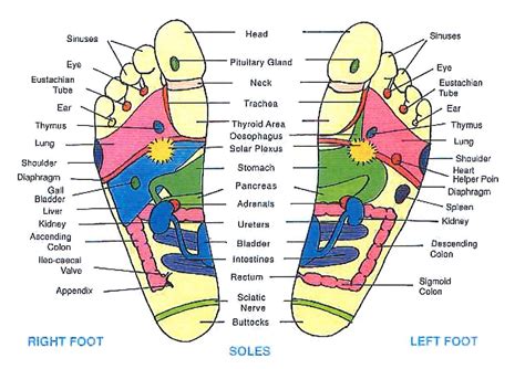 Foot Reflexology And Lymph Drainage Massage Santé