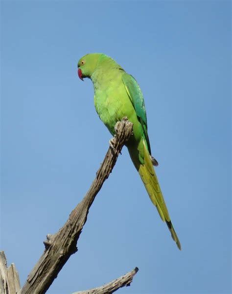Parakeet Species Seen In Sri Lanka BirdForum