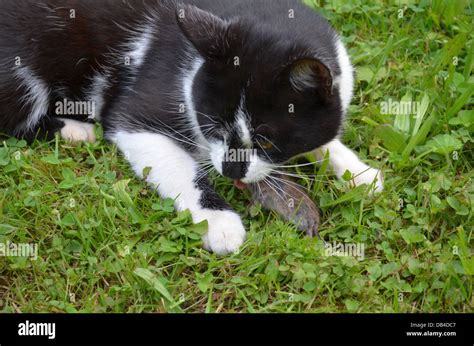 Cat Eat Mouse Hi Res Stock Photography And Images Alamy