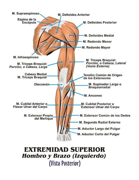 Músculos Esqueléticos © 2011 Edgar Lopategui Corsino Anatomia Humana