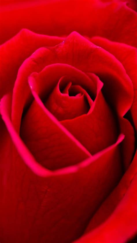 Mobile Red Rose Flowers Wallpapers Wallpaper Cave