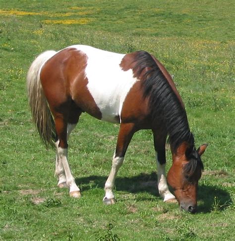 We did not find results for: Tobiano Horse | Color Genetics