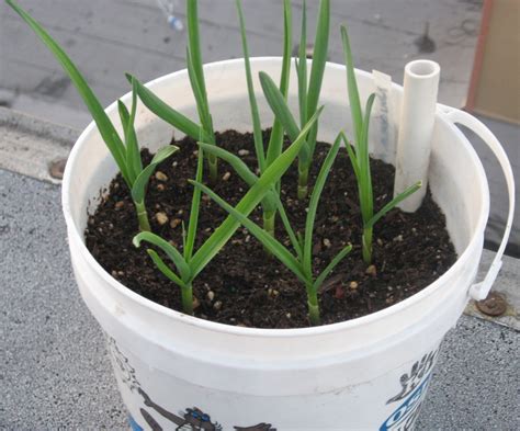 How To Grow Garlic A Step By Step Guide Dengarden