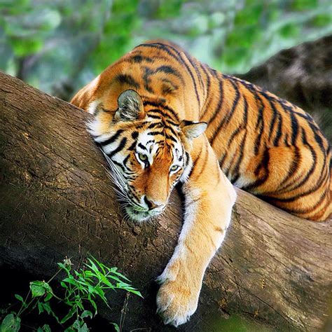 Tired Tiger Nature Animals Animals And Pets Baby Animals Cute