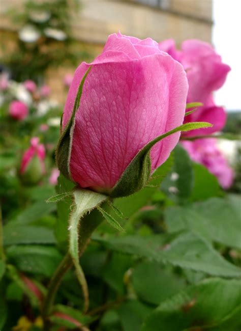 Images Gratuites Fleur Pétale Botanique Flore Rose Rose Bourgeon