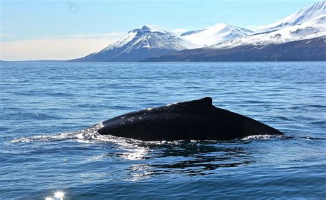 Husavik Whale Watching North — Yacht Charter And Superyacht News