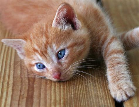 The classic tabby will have a butterfly pattern on his back or a bull's eye pattern on his sides, appearing as if the cat was tie dyed. Whisperclan: Cats of Whisperclan