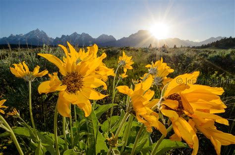 Tetons Wildflowers Jerry Dodrill Photography