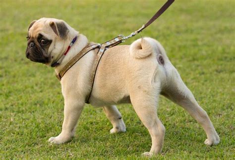 Why Do Pugs Tails Curl