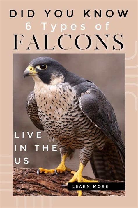 The 6 Types Of Falcons In The United States Wpics Video Video