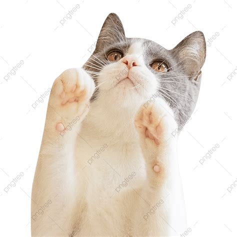 British Cat Hd Transparent British Short Blue And White Cat Animal