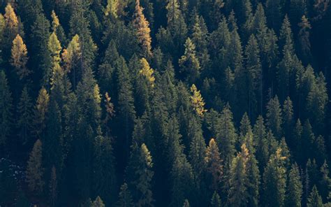 Download Wallpaper 2560x1600 Forest Trees Spruce Dark Widescreen 16