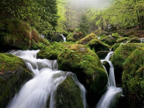 Wood Stones Moss River Nature