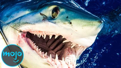 The 60 scariest movies of all time. Top 10 Scariest Shark Species - YouTube
