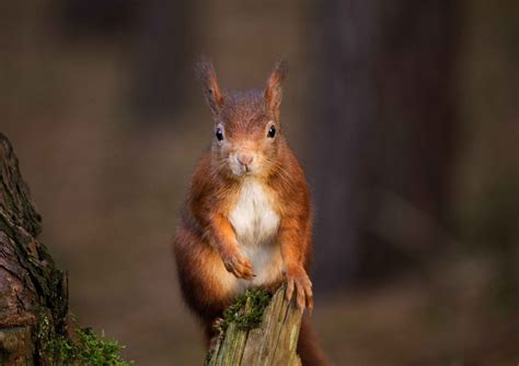 Where To See Red Squirrels In England Discover Animals