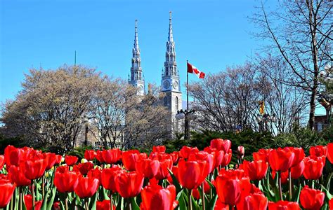 6 Reasons To Visit The Canadian Tulip Festival In Ottawa Travel Bliss Now