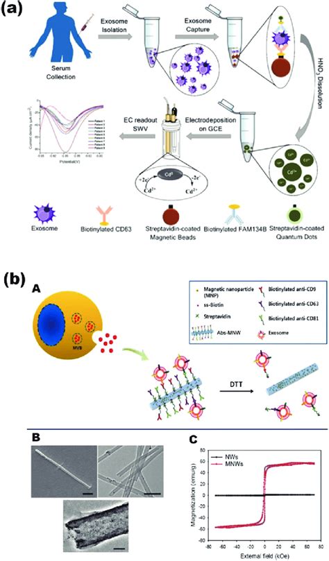 A Magnetic Bead Assay For The Isolation And Detection Of