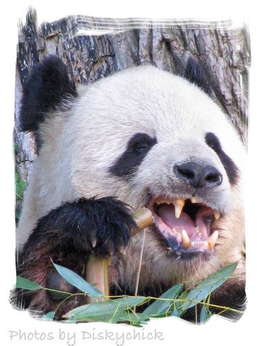 Panda Teeth Taken At National Zoo In Washington Dc I Play Flickr
