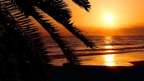 🔥 Download Florida Beaches Palm Trees Silhouettes Sunset Wallpaper Allwallpaper By Sriley