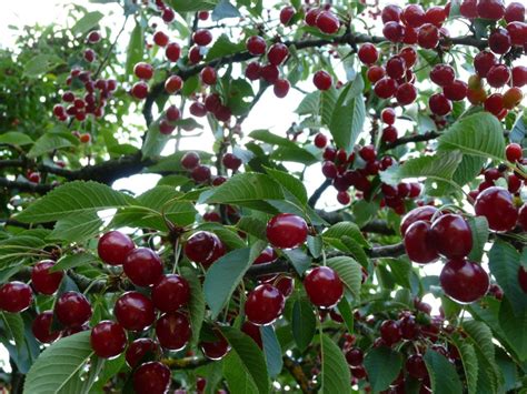 Panduan Lengkap Cara Menanam Cherry Ceri Dari Biji Agar Cepat Berbuah