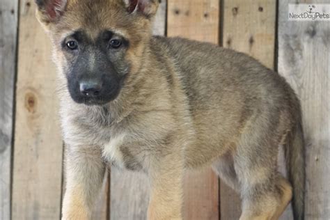 German Shepherd Puppy For Sale Near Springfield Missouri D385e12d Ae31