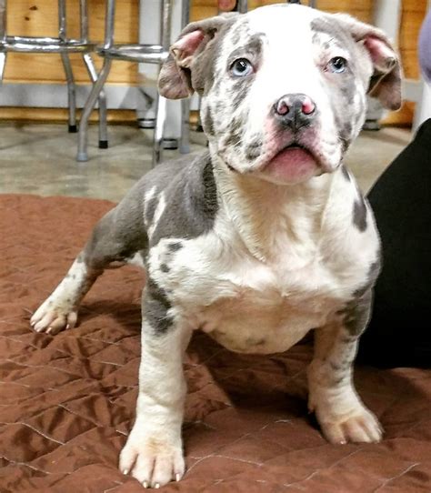 Located in ny we are one of the top quality dog breeding in the world and our dogs and bloodlines are second to none. PROBULLS XXL PITBULLS FOR SALE