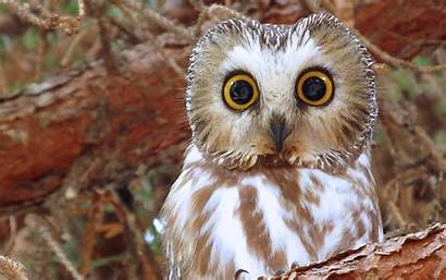 Owl Boreal Owls Wallpapers Birds North 4k