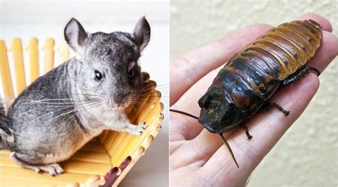World Animal Day 2017: 7 unusual pets you might be ...