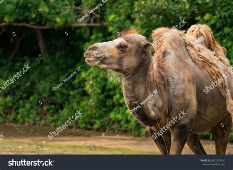 Bactrian Camel Camelus Bactrianus Known Mongolian Stock Photo
