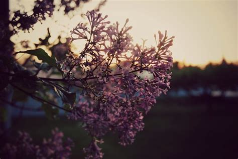 Lilacs At Sunset Corrin Rausch Flickr