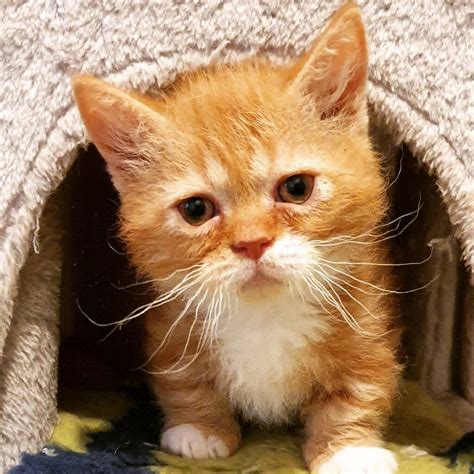 Look at pictures of munchkin kittens who need a home. Skookum, dwarf cat breed