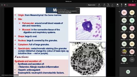 Connective Tissue Youtube