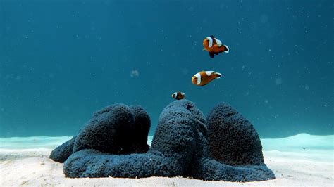 Clownfish In El Nido Exploring Nemos Colorful Realm Palawan Divers