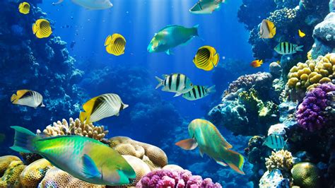 Top Notch 16 Cost Free Aquarium Screensaver For Mac Go