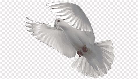 Columbidae Bird Release Dove Doves As Symbols Bird White Animals Png