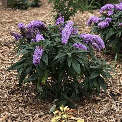 Pugster blue, pugster periwinkle, pugster pink, and pugster white. Buddleia PUGSTER PERIWINKLE - Buy Butterfly Bush Shrubs Online