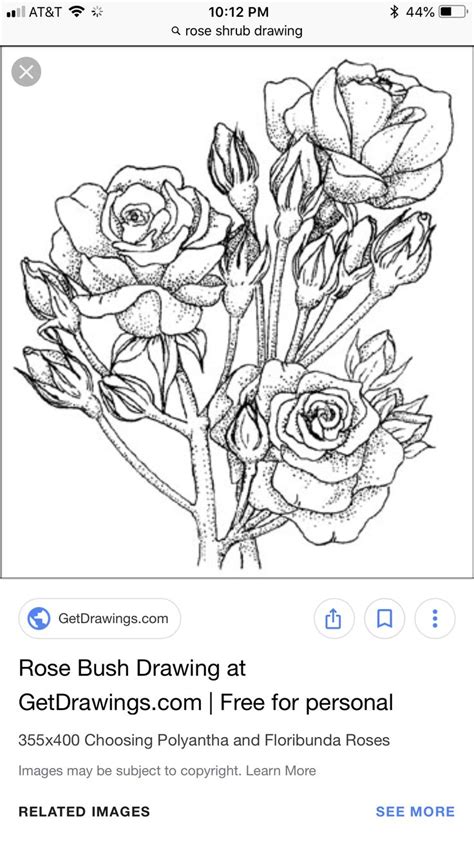 Https://tommynaija.com/draw/how To Draw A Rose Bush