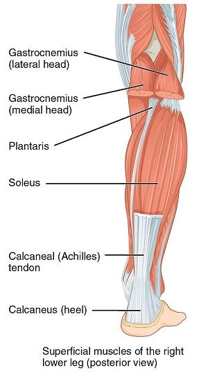 Soleus Muscle Definition Location And Function