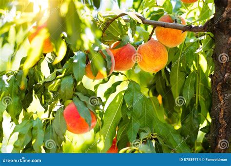 Fresh Ripe Peach On Tree In Summer Orchard Stock Photo Image Of Green