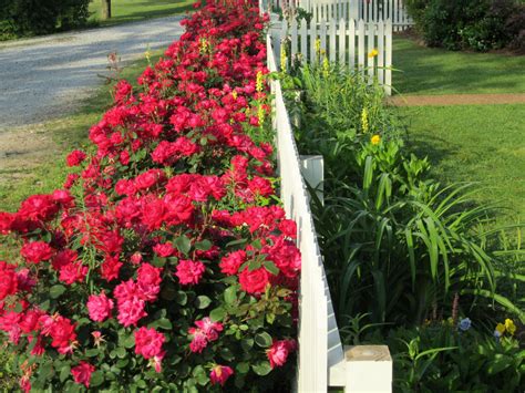 Landscape Ideas With Knockout Roses Lovely My Double Red Knockout Roses