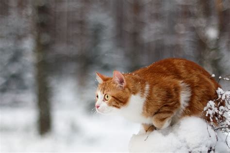 Wallpaper Id 163363 Cats Snow Winter Outdoors Animals Free Download