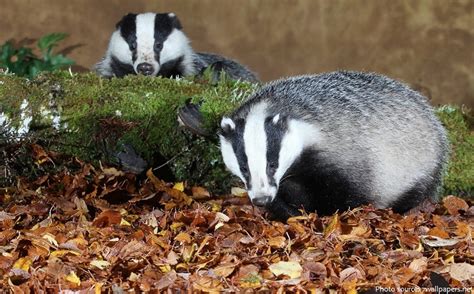 Interesting Facts About Badgers Just Fun Facts