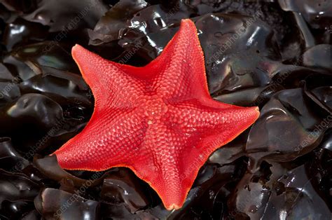 Bat Star Stock Image F0316836 Science Photo Library