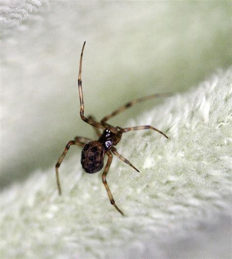 Cobweb Spider Theridiidae By Wanderingmogwai On Deviantart